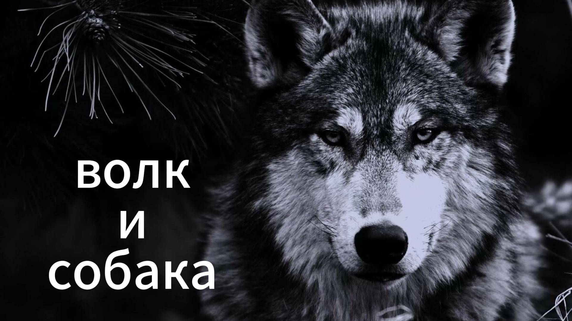волк и собака смотреть онлайн