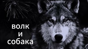 волк и собака