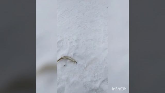 Ловля корюшки в Хабаровском крае, мыс Лазарева 10.04.2022