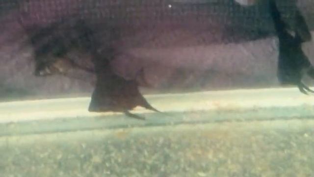 Рыбки 15дней без корма. Выводы. Ошибки. Решение. ??? смотреть онлайн