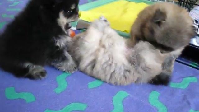 Щенки 36дн 30дн 1830 смотреть онлайн