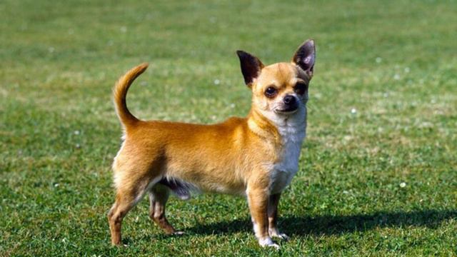 Tunog ng CHIHUAHUA | Sound of CHIHUAHUA смотреть онлайн