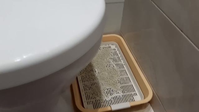 #30 Кошачий лоток, который не пахнет. Раскрыт секрет (#британские #кошки #happy #cats #сара #соня) смотреть онлайн