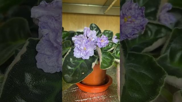 Цветёт круглый год! смотреть онлайн