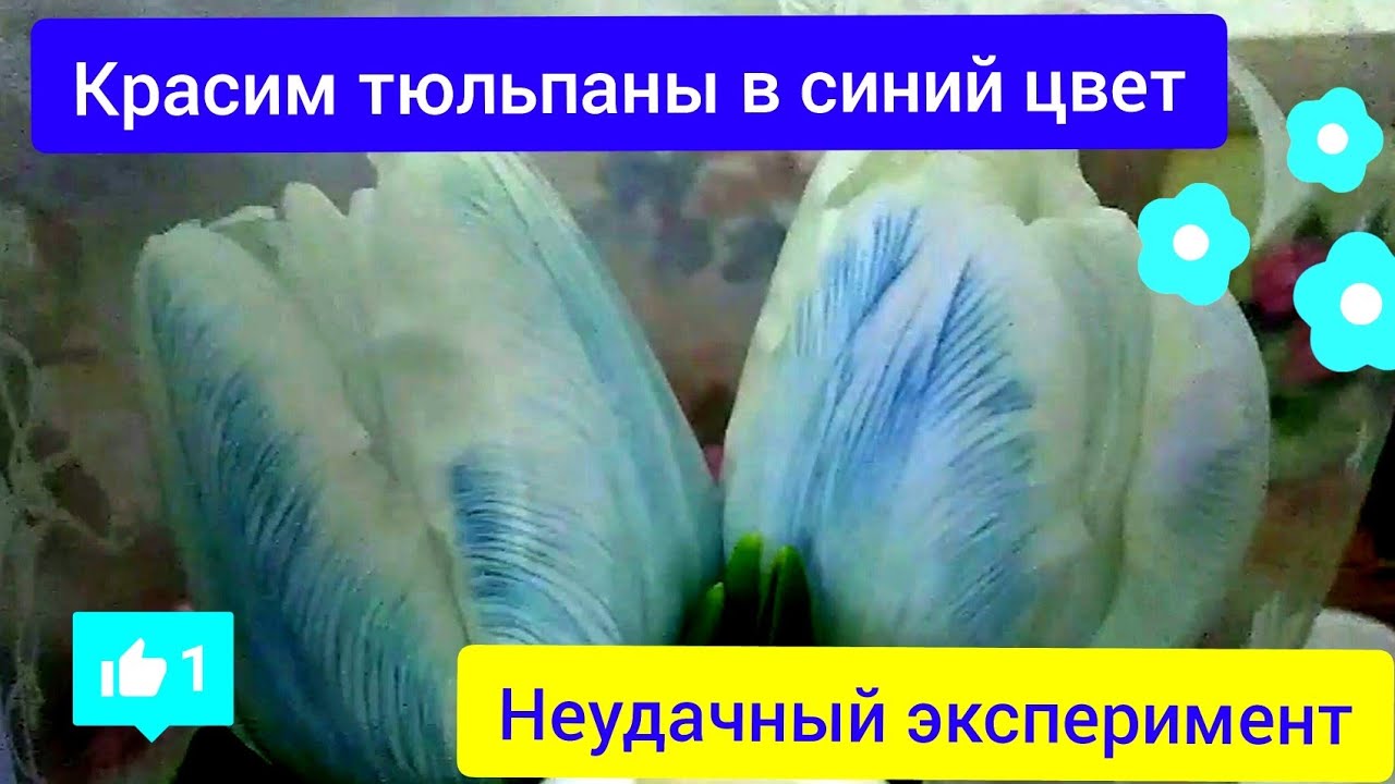⚫ Как покрасить тюльпаны в синий цвет