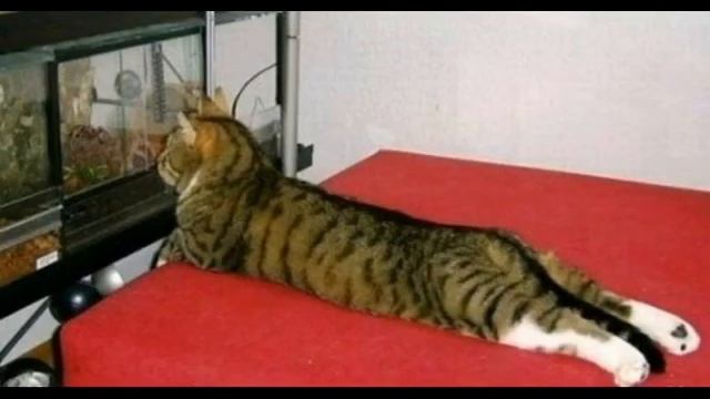 САМЫЕ СМЕШНЫЕ ФОТО ЖИВОТНЫХ (FUNNY ANIMALS) смотреть онлайн