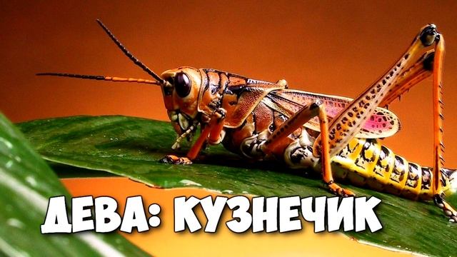 КАКОЕ ТЫ НАСЕКОМОЕ ПО ЗНАКУ ЗОДИАКА? смотреть онлайн