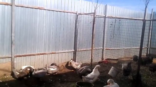 Утка Агидель либо Фаворит какую выбрать для разведение смотреть онлайн