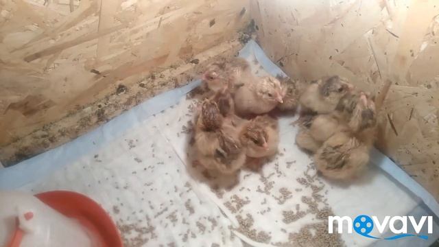 Отличный вывод!!! Кучинская Юбилейная. смотреть онлайн