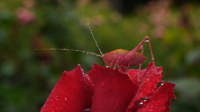 Macro Photography- Sony a7iii - Sony 50mm смотреть онлайн