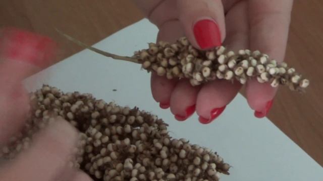 СИРИЙСКИЙ ХОМЯК. ЧЕМ КОРМИТЬ ХОМЯКА? СОРГО смотреть онлайн