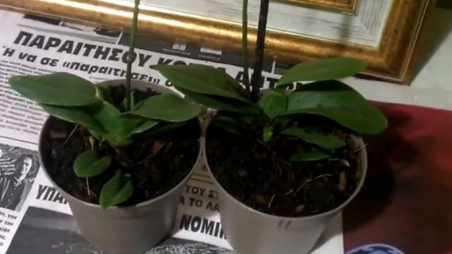 Улитки и их вред для орхидей