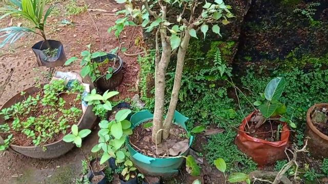 Ficus religiosa bonsai and Calathea leaf plant repotted смотреть онлайн