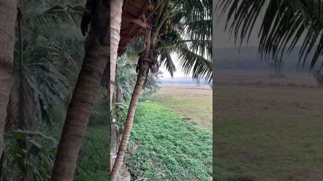 Гоа. Индия. Морджим, Арамболь, Ашвем. смотреть онлайн