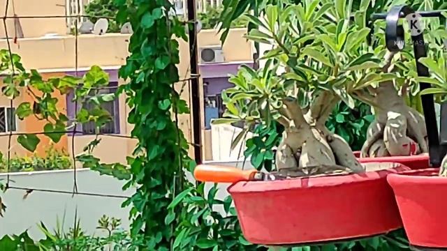 Freegardening classes part 7. monsoon is good season for gardening to beginners. смотреть онлайн