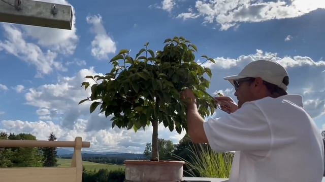Pruning Bonsai Cornus sericea смотреть онлайн