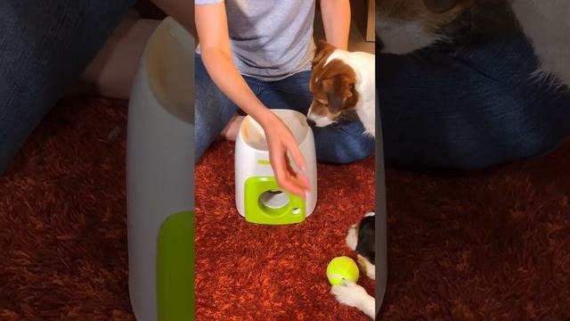 Обзор китайской катапульты для собак смотреть онлайн