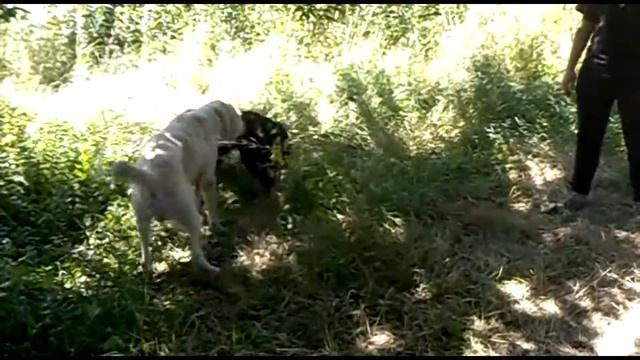 Мой воспитанник Бас (САО)