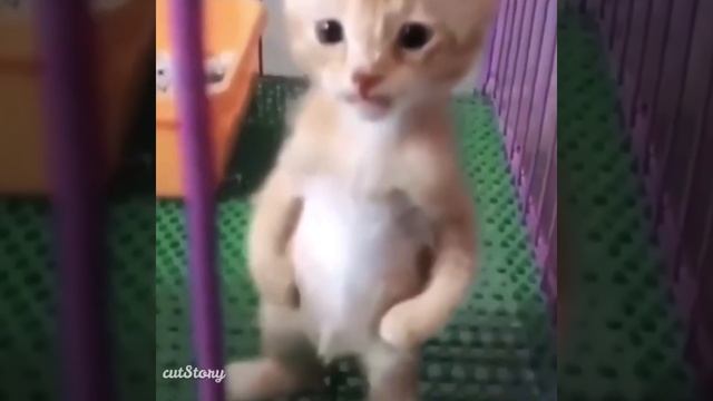 Cute kitten standing up on his two feet and meowing( super cute kitten) смотреть онлайн