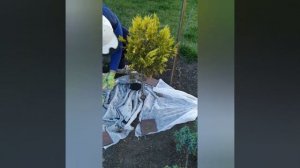 Формирование штамба ( туя голд Смарагд)