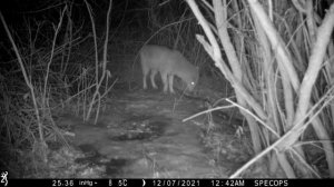 Фотоловушка в горах. Фотоловушка Browning SpecOps BTS 8A