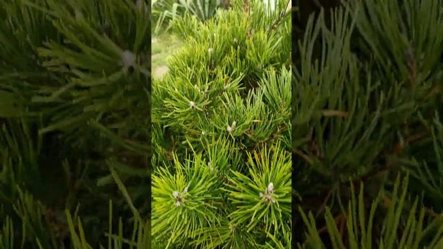 Аромат хвои, одно наслаждение, Мур!!! смотреть онлайн