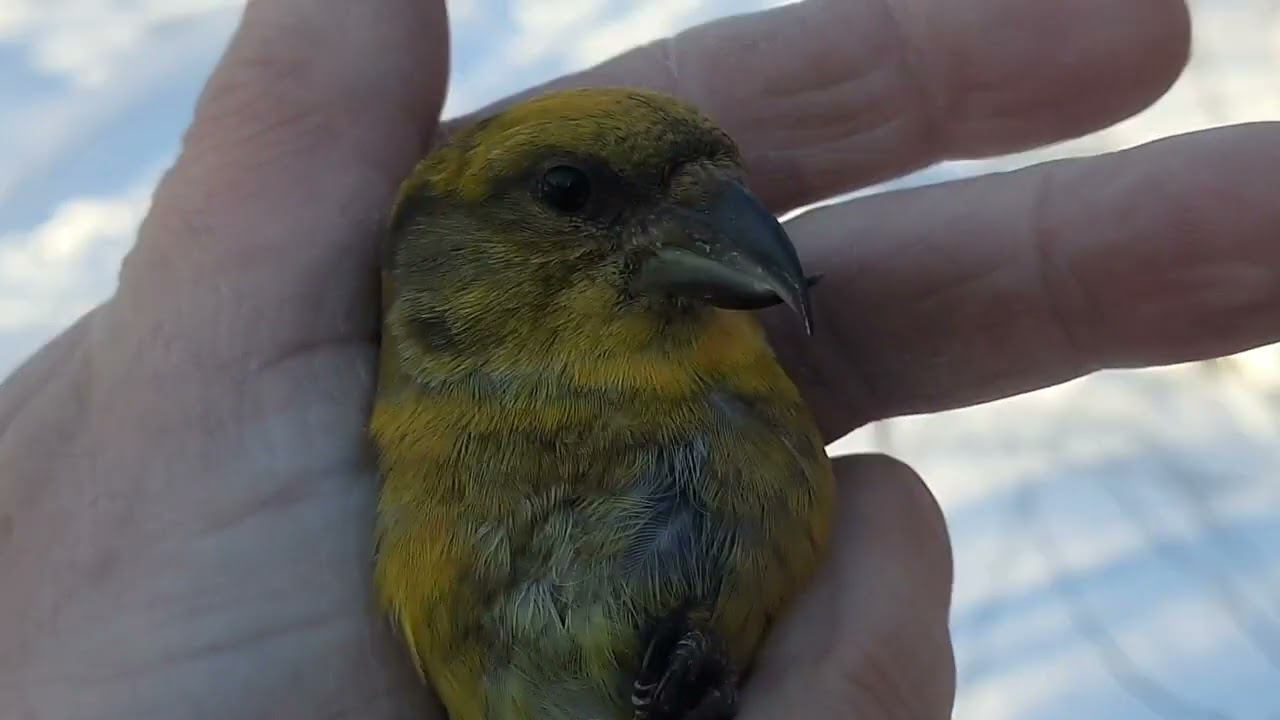 Ловля птиц. 19.02.2022 год. смотреть онлайн