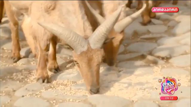 ფაფრიანი ცხვრები თბილისის ზოოპარკში ''რუსთავი 2'' / Barbery sheep in Tbilisi Zoo - 2023 смотреть онлайн