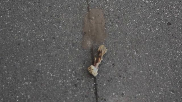 Щербинские кинокефалы смотреть онлайн