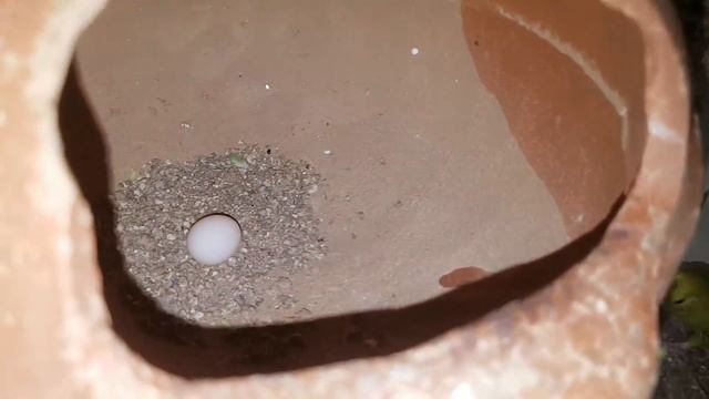 BUDGIES COLONY PROGRESS | BUDGIES HUT смотреть онлайн