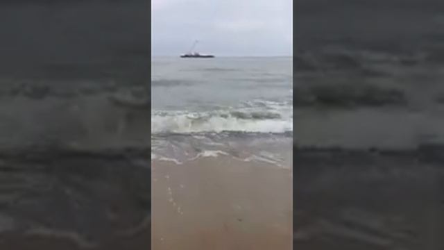 Тюлень в Зеленоградске смотреть онлайн