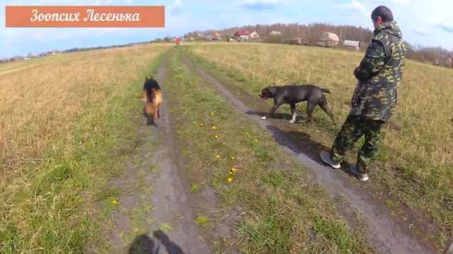 Нужно ли гулять с собакой живя в загородном доме? смотреть онлайн