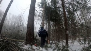 Валка клином. Работает ВАЛЬЩИК ЛЕСА!!!