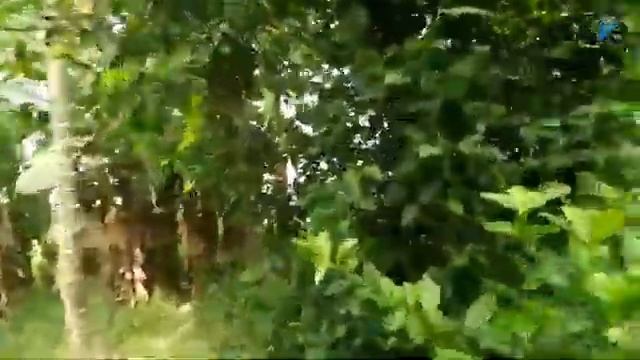 Joh Neli hem natural fruit lang ik tha guys atum ????? मेरा घर का फल @KARBI_BLOGGER смотреть онлайн