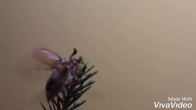 18 мая день рождения майского жука. Майский жук жу жу жу песенка про майского жука смотреть онлайн