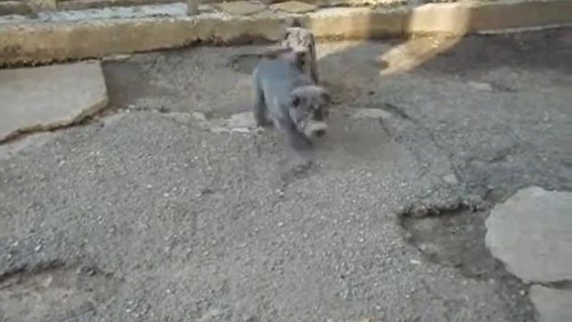 Тайфун, Трюфель и Тэффи. Утренняя разминка смотреть онлайн