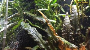 СО2 для аквариума |Углекислый газ для аквариума | Почему плохо растут растения в аквариуме