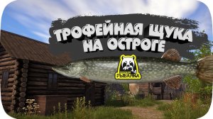 Трофейная Щука - Старый Острог (Русская рыбалка 4)