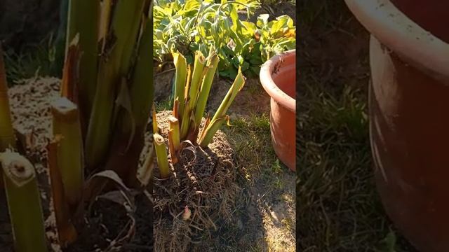 Как хранить канну индийскую зимой на северо-западе!!!. смотреть онлайн