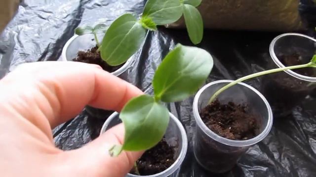 Семена с Алиэкспресс. Через три недели после посадки. смотреть онлайн