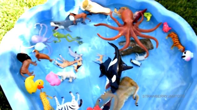 Animal Learning For Kids | Duck, Shark, Tiger and More! Education For Kids смотреть онлайн