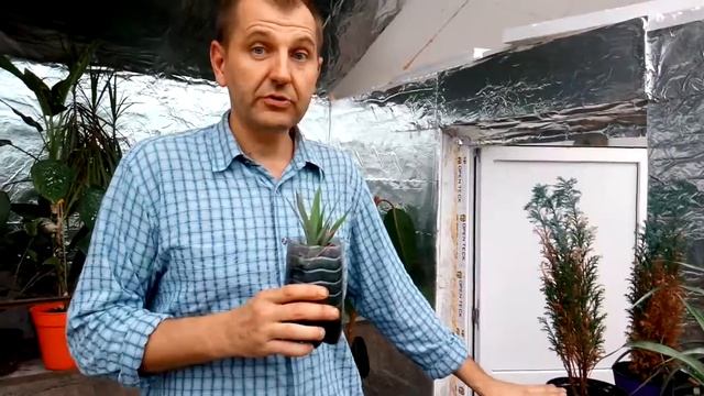Продажа саженцев ананаса. смотреть онлайн
