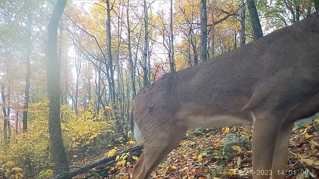 A YEAR Alone in the MOUNTAINS! 4 Trail Cameras UNCHECKED for 365 Days смотреть онлайн