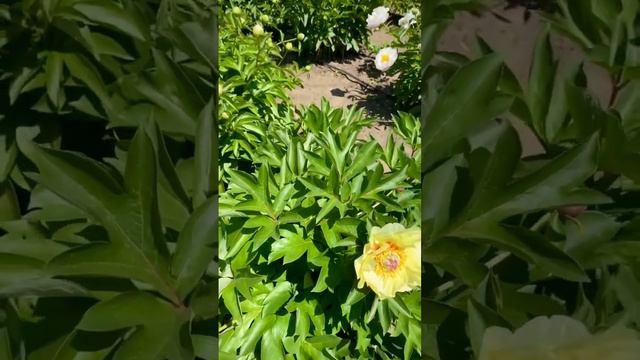 Пион “Garden Treasure”Настоящее «садовое сокровище». Пионы на осень 2023г. почтой #сад #цветы смотреть онлайн