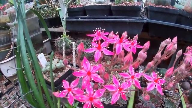 GRAPTOPETALUM BELLUM ( SYN. TACITUS BELLUS ) COMING INTO FLOWER смотреть онлайн