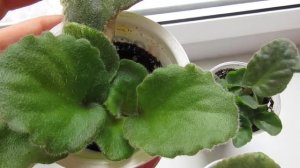 Когда деток фиалки можно отделять от листа