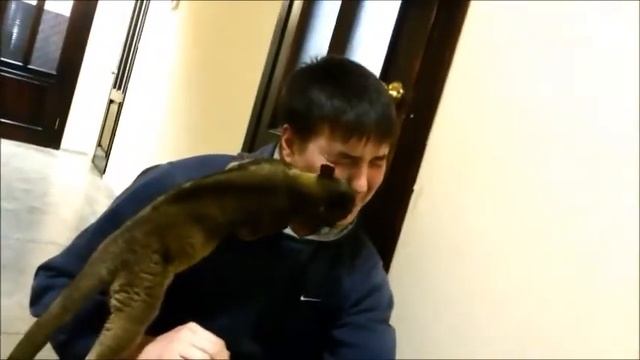 Кинкажу чистит уши человеку,приколы с животными.Kinkaju, jokes with animals./ смотреть онлайн