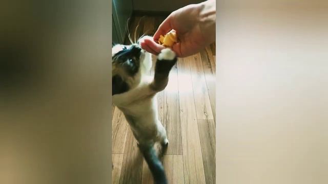 На что готова Мистюша ради сыраа?!) смотреть онлайн