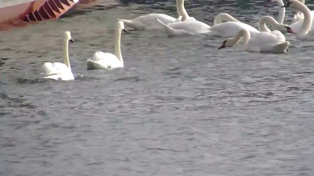 Балтийские лебеди.Правда, красиво? смотреть онлайн