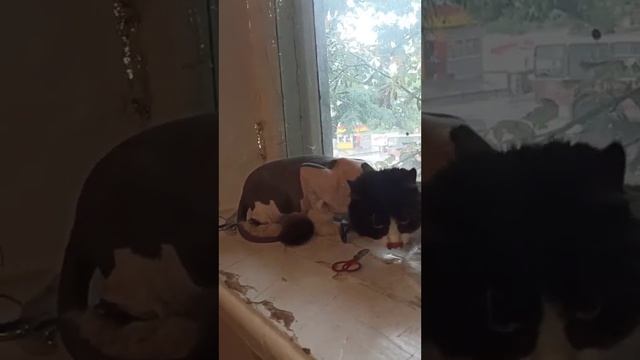 Кошечка подстриглась и избавилась от колтунов. / стрижка кошек. смотреть онлайн